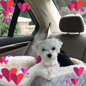 Meet your Posher, Diana